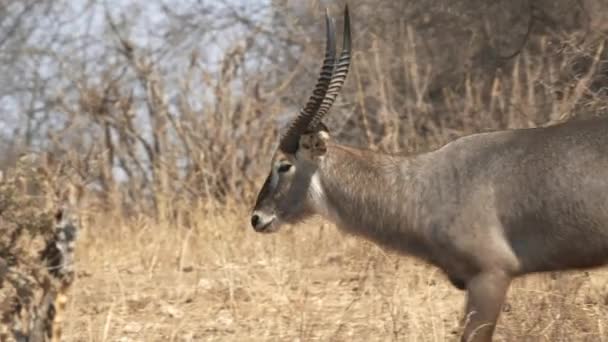 Primo piano tracking shot di un maschio antilope waterbuck a Tarangire parco nazionale — Video Stock