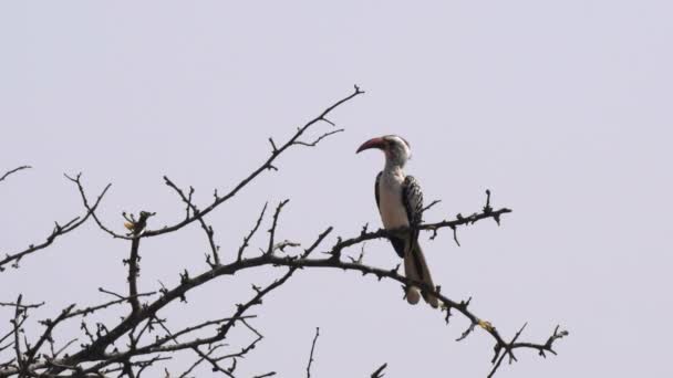 En sydgul fakturerad hornnäbb, i ett träd, pryder sina fjädrar i tarangire nationalpark — Stockvideo
