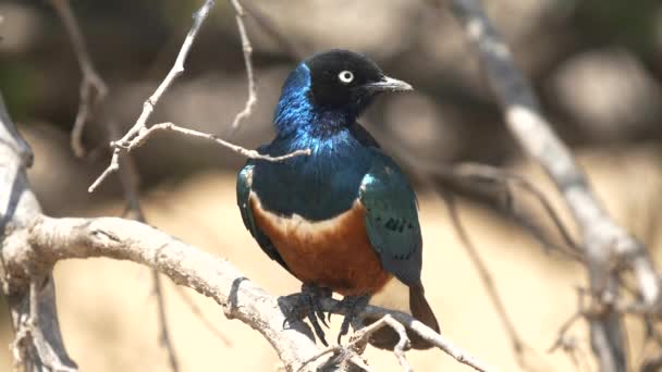 Close up of a beautiful superb starling looking around at tarangire national park — Stock Video