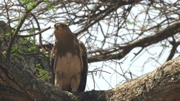 Close-up van een tawny eagle hoog in een boom bij Tarangire National Park — Stockvideo