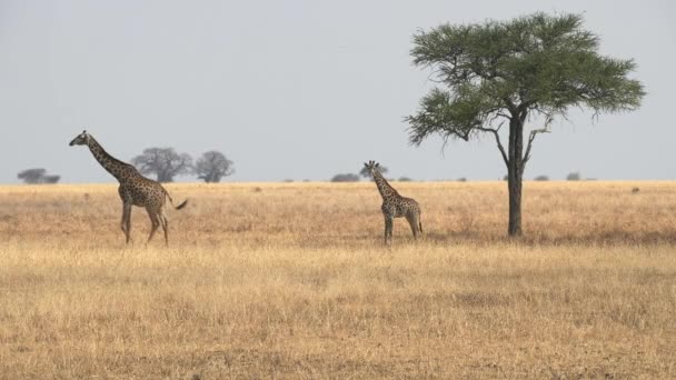 Tarangire Ulusal Parkı 'nda yürüyen iki zürafanın geniş açılı görüntüsü. — Stok video