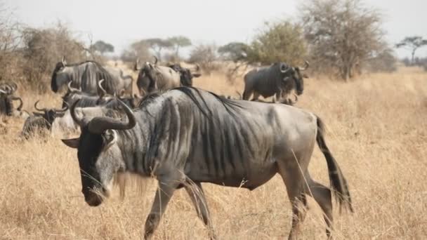 Close up slow motion shot of a wildebeest walking at tarangire national park — Stock Video