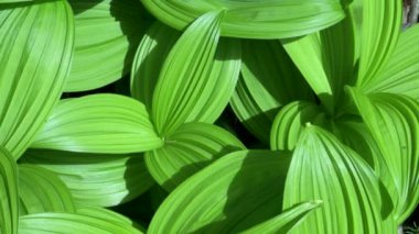 Washington 'daki Baker Dağı' nda yemyeşil yapraklar büyüyor.