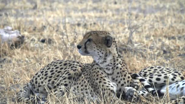 Cheeta rustende schaduw kijkt naar de savanne op Tarangire — Stockvideo