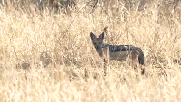 Чорний шакал піднімається і несе тушу антилопа в національному парку Тарангіре — стокове відео