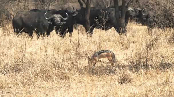 Un tiro medio de un chacal de respaldo negro alimentándose de un antílope en el parque nacional Tarangire — Vídeos de Stock
