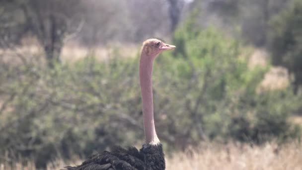 Close-up van het hoofd van een mannelijke struisvogel — Stockvideo