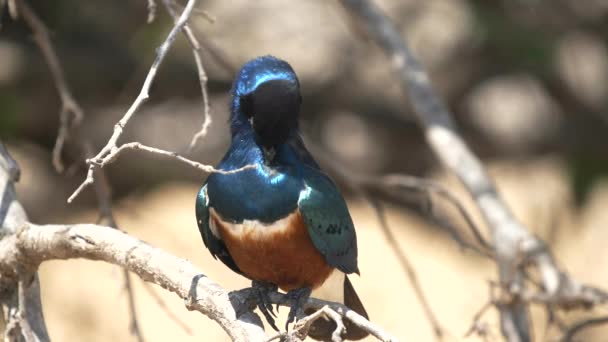 Close up of a superb starling preening its feathers at tarangire national park in tanzania — Stock Video