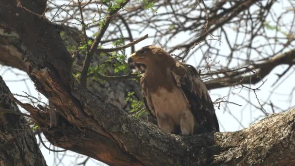Zijaanzicht van een tawny eagle in een boom bij tarangire — Stockvideo