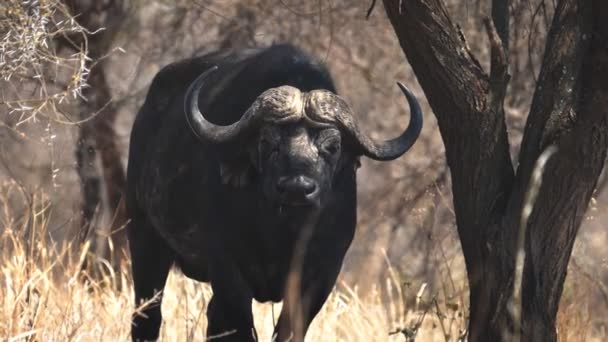 Un clip de cámara lenta de 180p de un búfalo de capa masticando su señal a la par nacional de Tarangire — Vídeo de stock