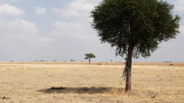 Tres hermanos guepardos jóvenes descansan a la sombra de un árbol en Tarangire — Vídeos de Stock