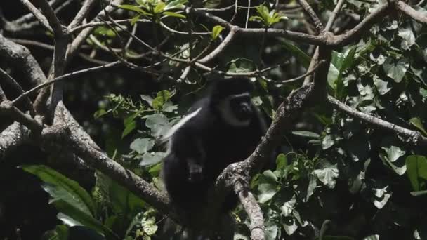 Un clip de cámara lenta de 180p de un mono colobo blanco y negro que busca comida en el parque nacional Arusha — Vídeo de stock