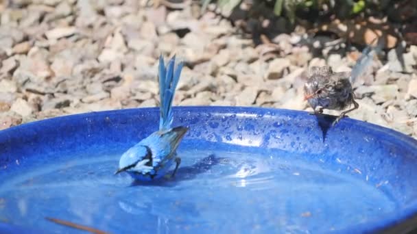 Um tiro em câmera lenta de 180p de um esplêndido par de fadas wren tomando banho em um banho de pássaro — Vídeo de Stock