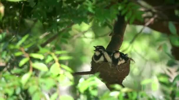 Una alondra de urraca bebé en un nido es alimentado por un pájaro padre — Vídeos de Stock