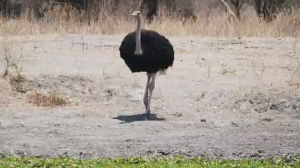 Een mannelijke struisvogel nadert waterput bij Tarangire National Park — Stockvideo