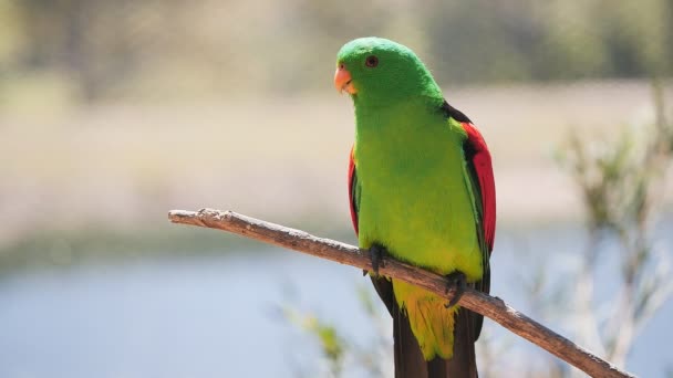 Tiro em câmera lenta de um papagaio de asa vermelha empoleirado em um ramo — Vídeo de Stock