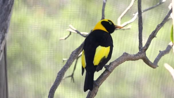 Visão traseira de um belo macho regente bowerbird em um walk-in avairy — Vídeo de Stock