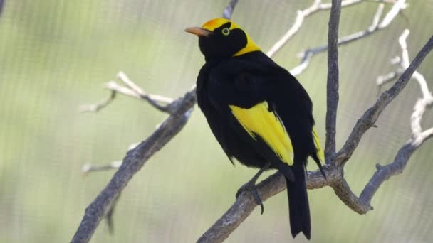 Regent bowerbird uppflugen på en gren vid en walk-in avairy i Australien — Stockvideo