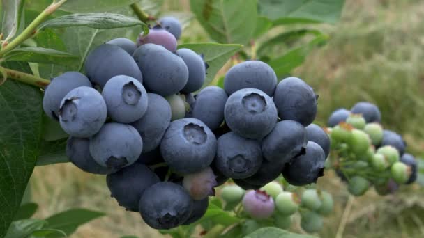 Abschluss einer Traube reifer Blaubeeren in der Nähe von Bellingham wa — Stockvideo