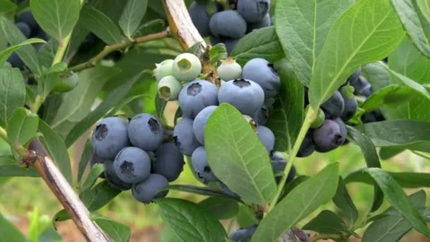 Nahaufnahme von reifen Blaubeeren im bellingham washington state — Stockvideo