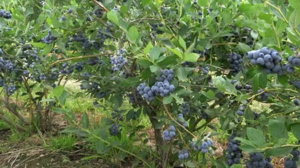 Blaubeersträucher mit reifen Früchten im pazifischen Nordwesten — Stockvideo