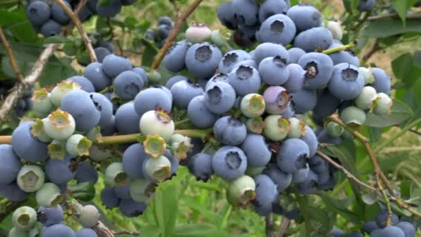 Dolly hinterließ Clip von mit Früchten beladenen Blaubeersträuchern auf einer Farm in der Nähe von Bellingham — Stockvideo