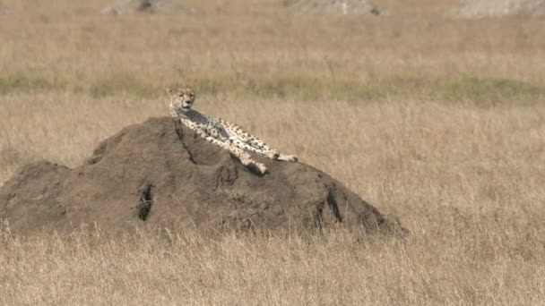 A cheetah surveys its territory from a dirt mound at serengeti national park in tanzani — Stock Video