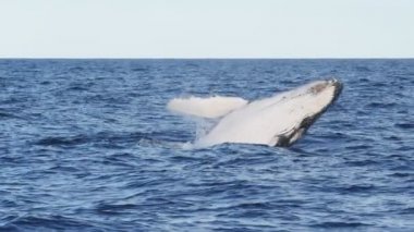 Bir bahar akşamı Merimbula 'da kambur balina yavrusunun yavaş çekim klibi.