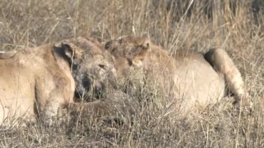 Serengeti Ulusal Parkı 'nda bir parça yaban domuzu için yarışan iki genç aslana yaklaşıyoruz.