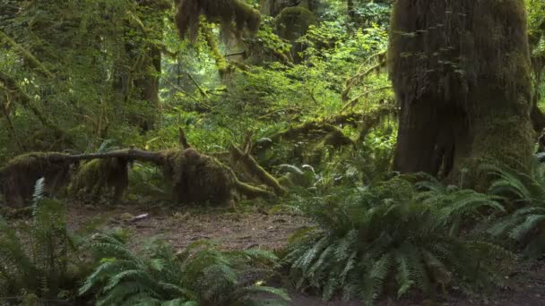 A tilt up clip of a bigleaf maple tree in hoh rainforest at olympic national — Stock Video