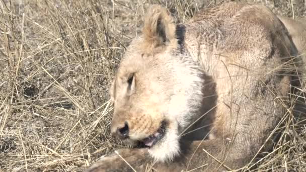 Un primer plano extremo de un joven león comiendo un jabalí en el parque nacional Serengeti — Vídeos de Stock