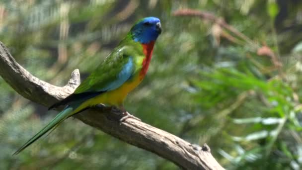 Papoušek s šarlatovou hrudí uvnitř příchozího avairy na jižním pobřeží nových jižních stěn — Stock video