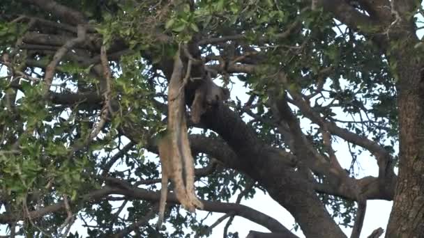 세레게티 np 에서 표범이 죽여서 나무에 매달린 어린 사자의 시체 — 비디오