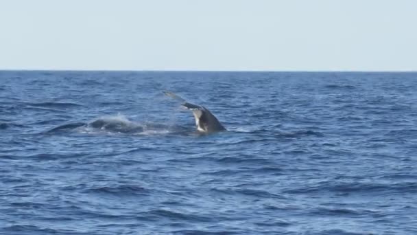 Cámara lenta de la cola de una ballena jorobada buceando en merimbula — Vídeo de stock