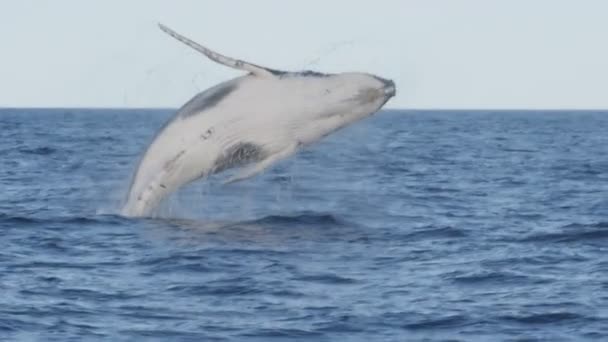 180p cámara lenta de una ballena jorobada volando durante una brecha en merimbula — Vídeos de Stock