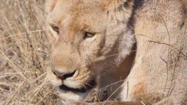 Serengeti Milli Parkı 'ndaki dişi aslanın yavaş çekim görüntüsü.