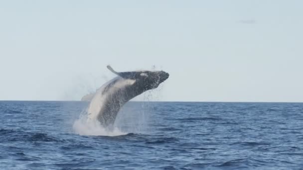 Slow motion van een bultrug walvis in een bijna verticale breuk bij merimbula — Stockvideo