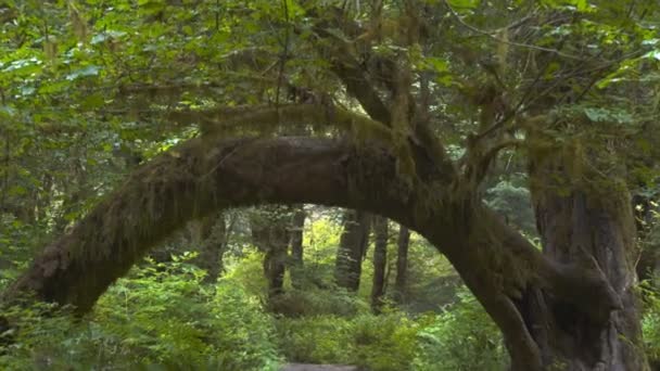 Ett träd som bildar en båge vid hoh regnskog i olympiska np — Stockvideo