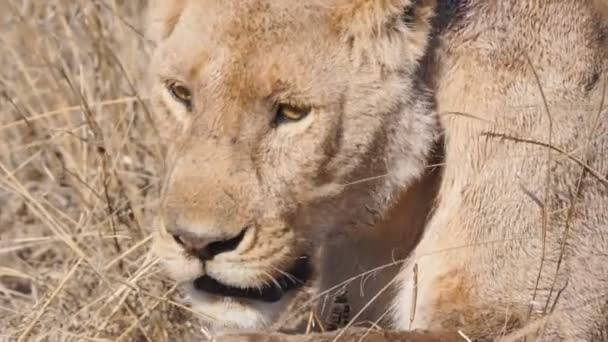 Cámara lenta primer plano de una cara de leona en el parque nacional Serengeti — Vídeos de Stock