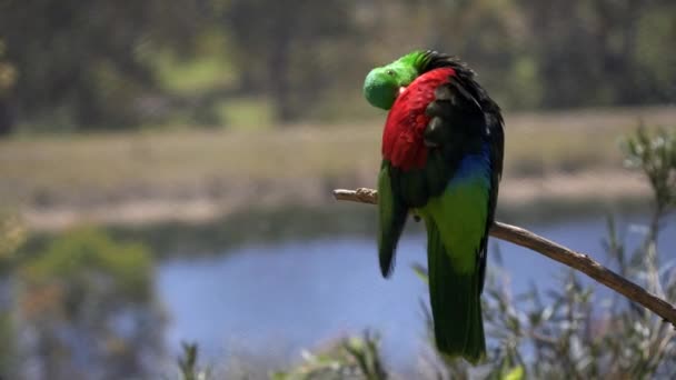 Vue arrière d'un perroquet à épaulettes rouges préfigurant ses plumes lors d'un walk-in avéré — Video