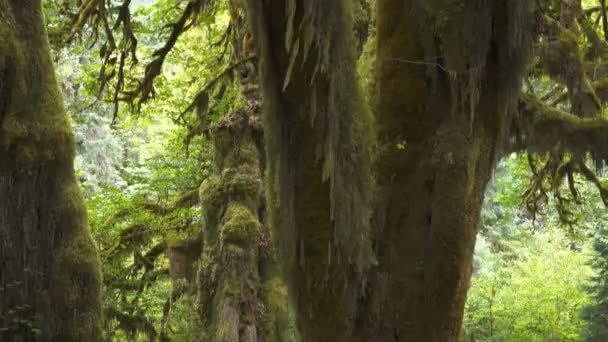 Een mos bedekt bigleaf esdoorn boomstam en luifel in het hoh regenwoud in het Olympisch nationaal park — Stockvideo