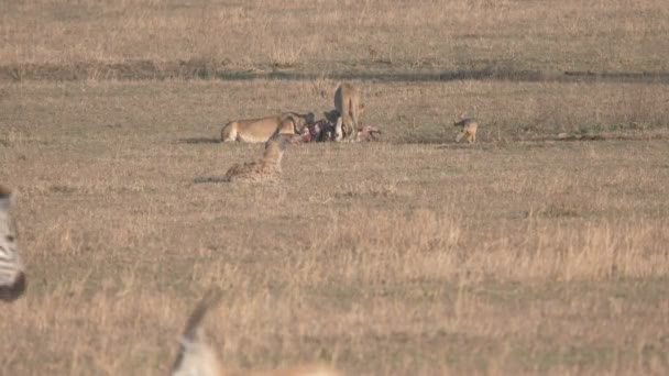 Drie vrouwelijke leeuwen voeden zich met een karkas bij Serengeti np — Stockvideo