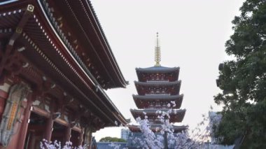 TOKYO, JAPONYAN - 20, 2018: Senso-ji pagoda ve Tokyo 'da kiraz çiçekleri