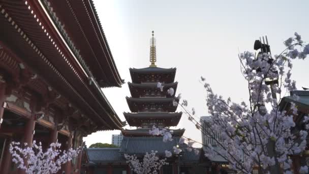 TOKYO, JAPAN - KWIETNIA, 20 KWIETNIA 2018: pagoda sanktuarium senso-ji z kwiatami wiśni na pierwszym planie — Wideo stockowe