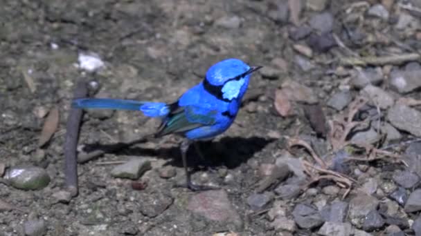 Uma esplêndida fada no chão em um parque de pássaros — Vídeo de Stock