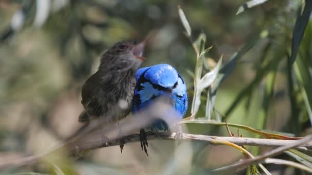 180p slow motion of a female and male splendid fairy wren preening and displaying at a bird park — Stock Video