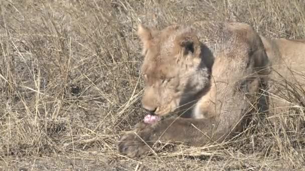 세레게티 국립 공원에서 새끼 사자 한 마리가 혹멧돼지를 먹고 있는 모습 — 비디오