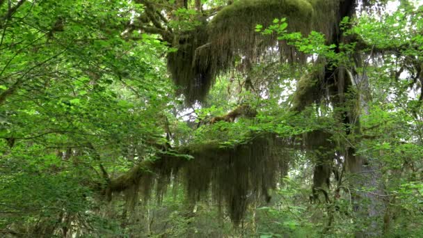 Beards of moss and bigleaf maple leaves at hoh rain forest — Stock Video