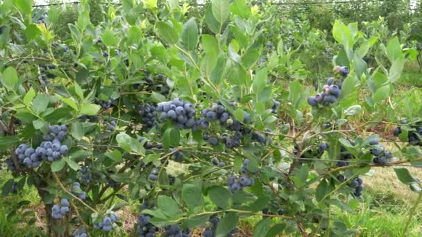 Fruchtbare blaubeerbüsche in der nähe von bellingham, washington state — Stockvideo