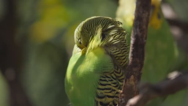 Αργή κίνηση preening Budgie κοντά σε ένα πάρκο πουλιών — Αρχείο Βίντεο